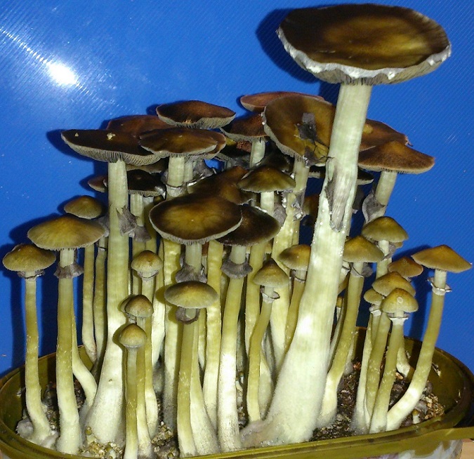 Cubensis-B--Akm-2.jpg