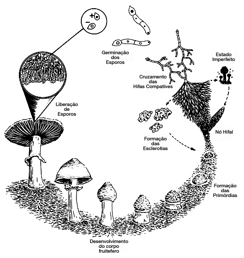ciclo-de-vida-dos-cogumelo.png
