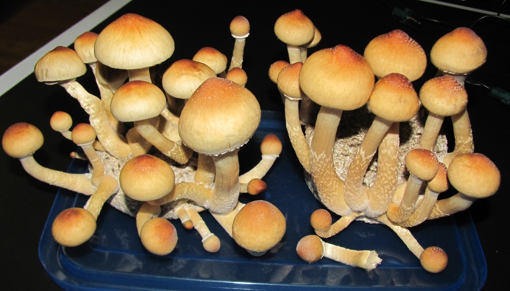 Mycotopia Ilia mdk 231.jpg