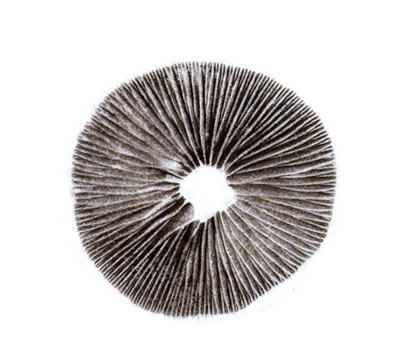 spore-print.jpg