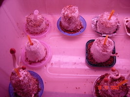 bolos incubacao-entreflush 001.jpg
