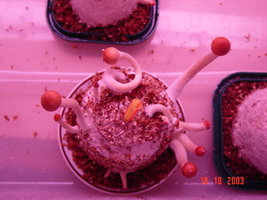 bolos incubacao-entreflush 004.jpg