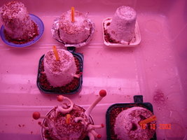 bolos incubacao-entreflush 002.jpg