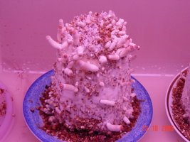 pinning adoidado 004.jpg