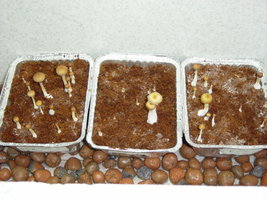 gtshroomydomingao 002.jpg