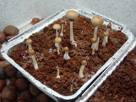 gtshroomydomingao 008.jpg