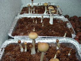 gtshroomydomingao 010.jpg
