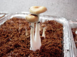 gtshroomydomingao 013.jpg