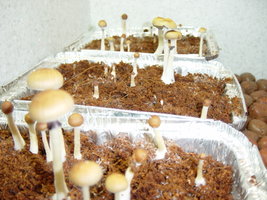 gtshroomydomingao 024.jpg