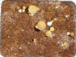 gtshroomydomingao 018.jpg