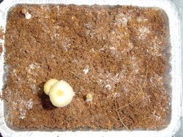 gtshroomydomingao 019.jpg