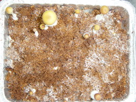 gtshroomydomingao 020.jpg
