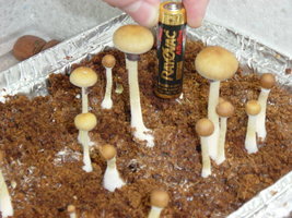 gtshroomydomingao 021.jpg