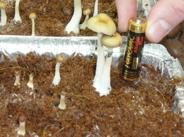 gtshroomydomingao 022.jpg