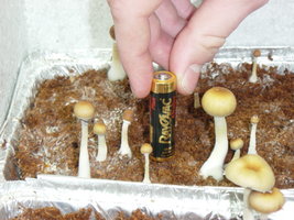 gtshroomydomingao 023.jpg