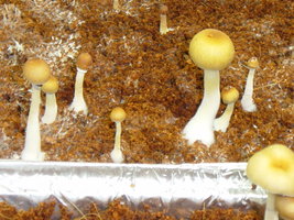 gtshroomydomingao 016.jpg