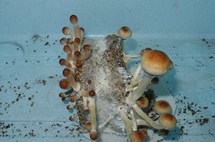 case 6.jpg