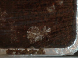 micelio e pipoca03 013.jpg