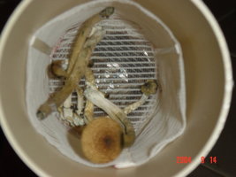 DSC02672.JPG