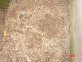 outdoor bed 002.jpg