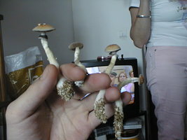 05190036.jpg