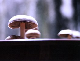 novo-29.jpg