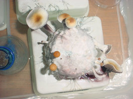 DSC00062.JPG