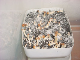 case1.JPG