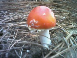 08-06-05_0923.jpg