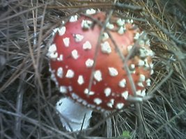 08-06-05_0937.jpg