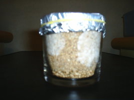 Bolo 1 - 20-06 1.2.JPG