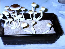 novo-98.jpg