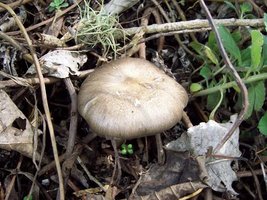100_0317.jpg