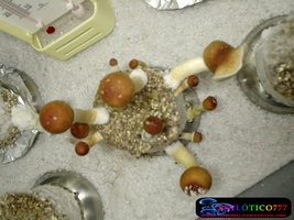 P_Flush_01.jpg