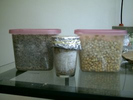 3 irmãos.JPG