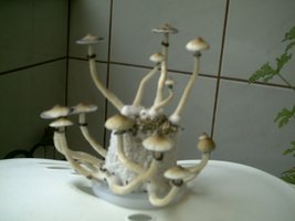 flush 7.JPG