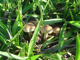 DSC06354.JPG