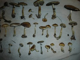 mush 005.jpg