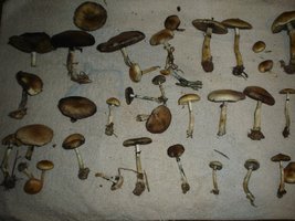 mush 006.jpg