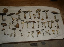 mush 007.jpg