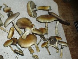 mush 008.jpg