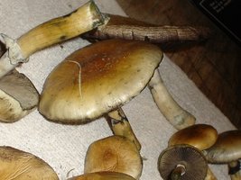 mush 010.jpg