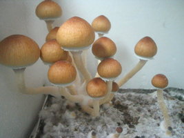 hotf_fev_02.jpg