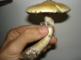 mush 01.jpg