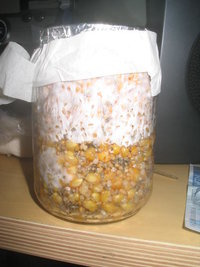 cremogema 002.jpg