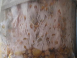 cremogema 004.jpg