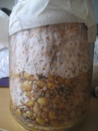 cremogema 007.jpg