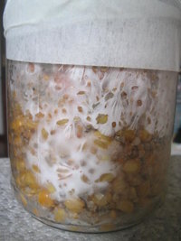 cremogema 001.jpg