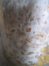 cremogema 013.jpg