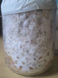 cremogema 009.jpg